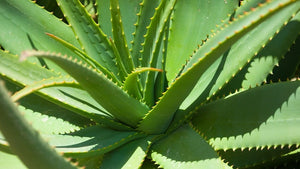 Aurora Dionis vegan aloe vera