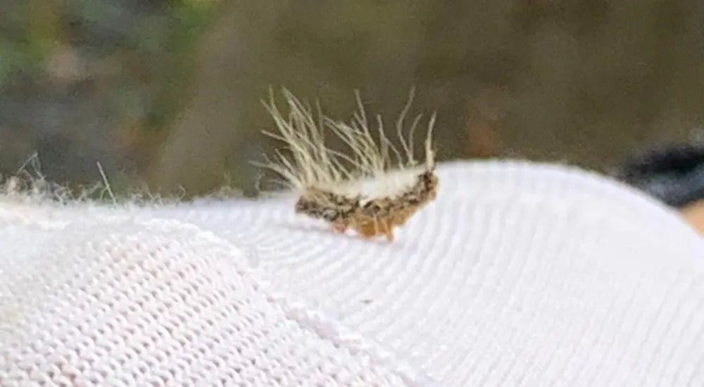 Krabben-of-kalmeren-met-Aloë-Vera-bij-jeuk-door-processierups Aurora Dionis Dermacosmetics